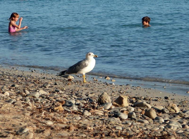 Gaviota en la playa de Formentor